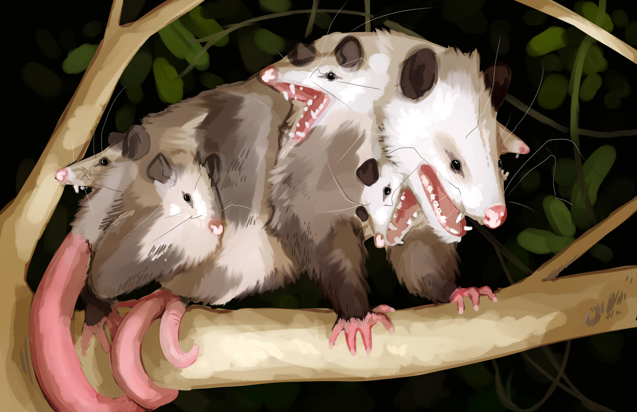 Possum?